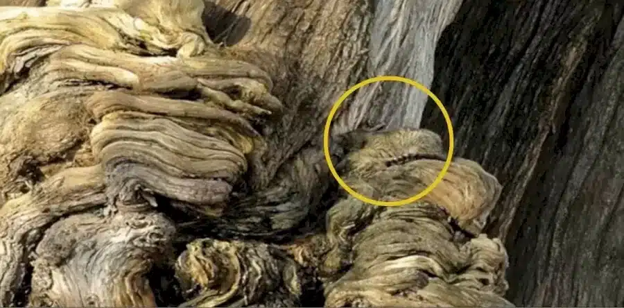 Se avete un occhio d'aquila, scoprite il gatto nascosto in questa illusione ottica in 15 secondi Se avete un occhio d'aquila, scoprite il gatto nascosto in questa illusione ottica in 15 secondi