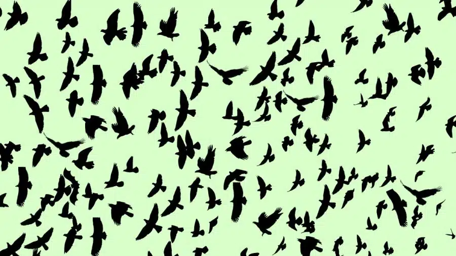 Test di capacità di osservazione: Riesci a trovare il pipistrello in 12 secondi? Test di capacità di osservazione: Riesci a trovare il pipistrello in 12 secondi?
