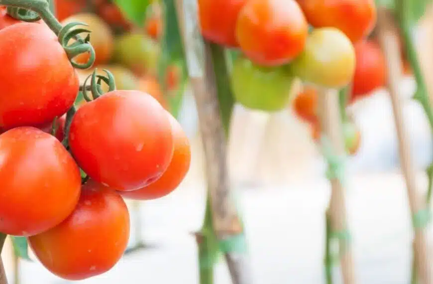 Perché le piastrelle dovrebbero essere posate accanto alle piante di pomodoro?