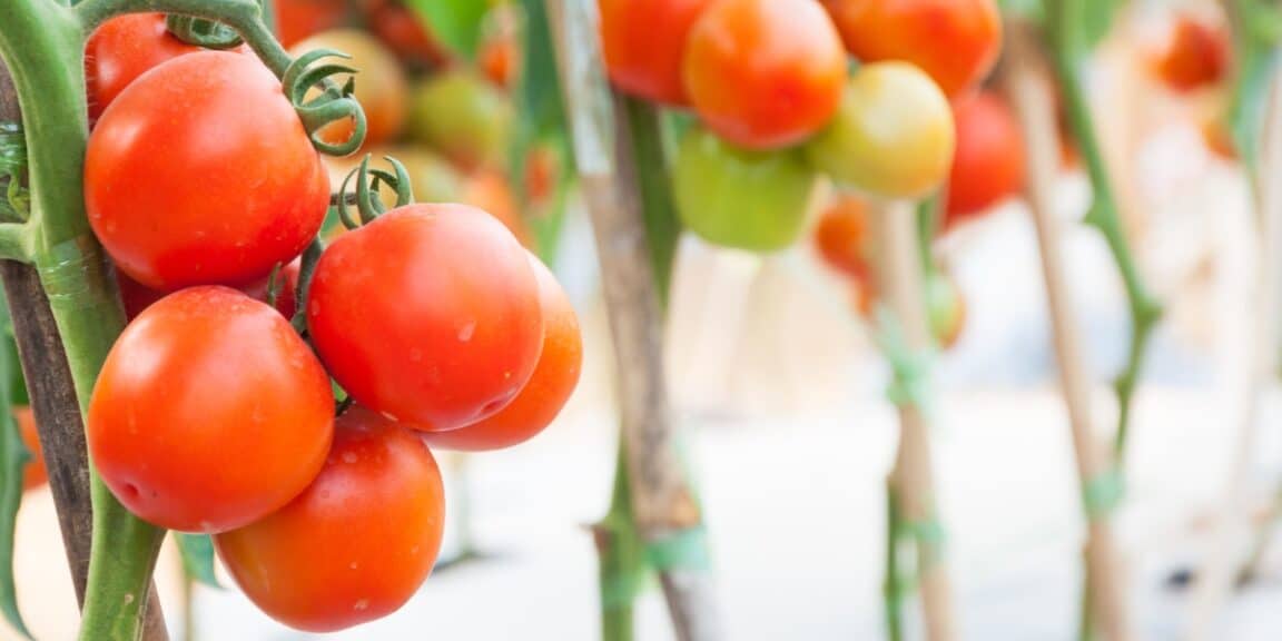 Perché le piastrelle dovrebbero essere posate accanto alle piante di pomodoro?