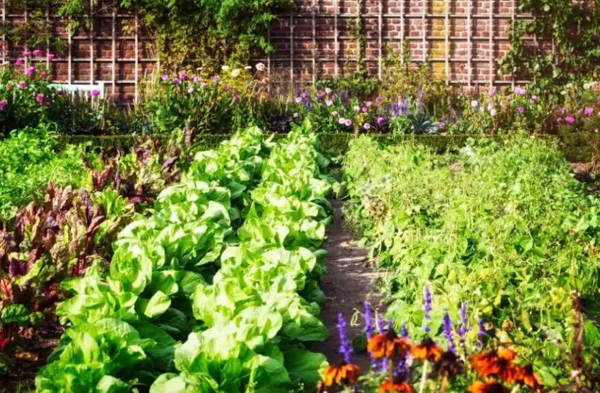 Il calendario di luglio per la manutenzione del prato, dell’orto e del giardino!