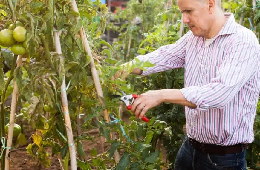 Perché non si dovrebbero tagliare le foglie delle piante di pomodoro?