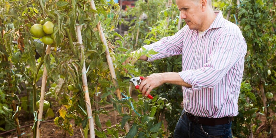 Perché non si dovrebbero tagliare le foglie delle piante di pomodoro?