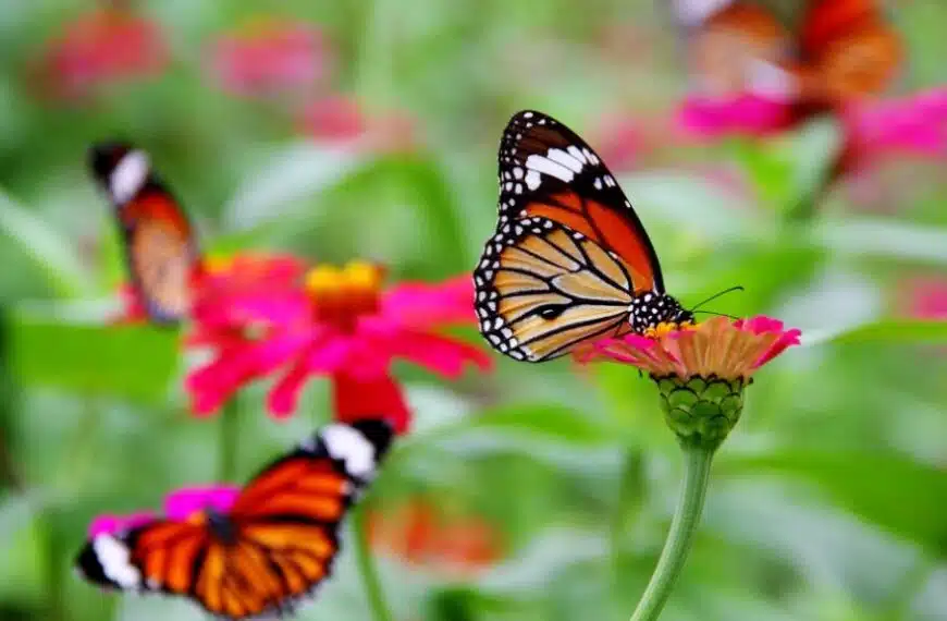 Come attirare le farfalle nel tuo giardino?