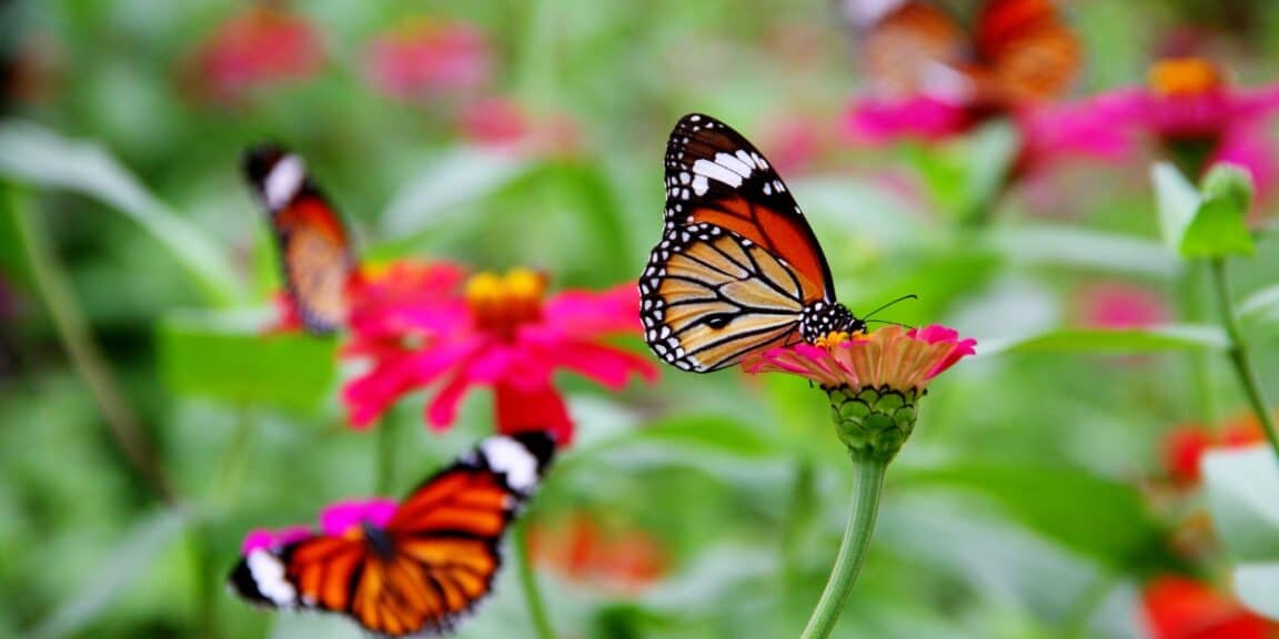 Come attirare le farfalle nel tuo giardino?