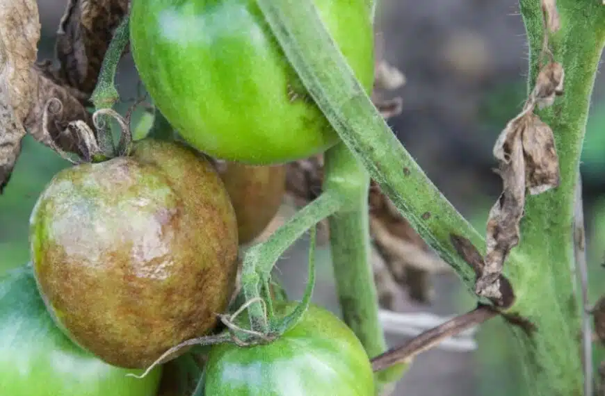 Come trattare e prevenire il culo nero al pomodoro?
