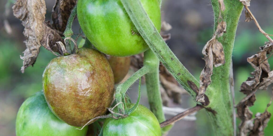 Come trattare e prevenire il culo nero al pomodoro?