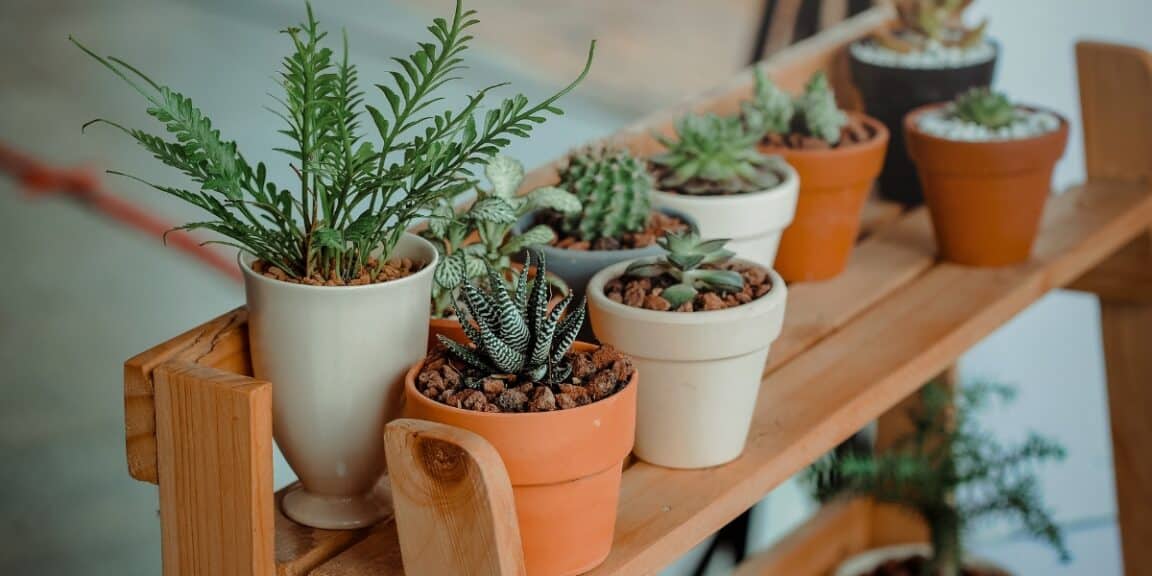 Proteggete il vostro giardino in modo naturale con le piante antiparassitarie!
