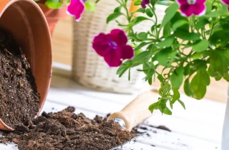 Terriccio vegetale: perché e come usarlo?