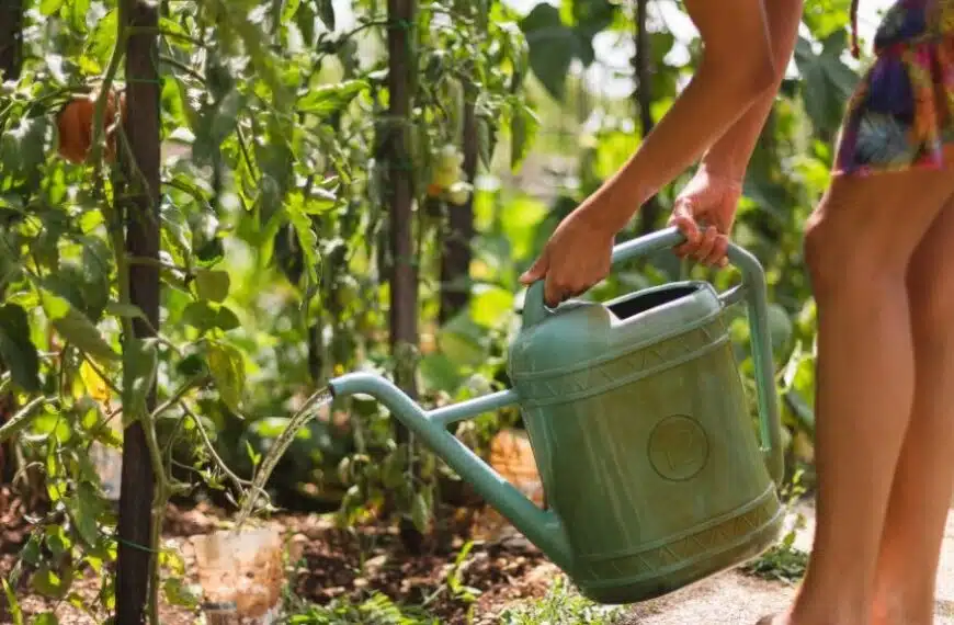 Quanto spesso vengono annaffiati i pomodori?
