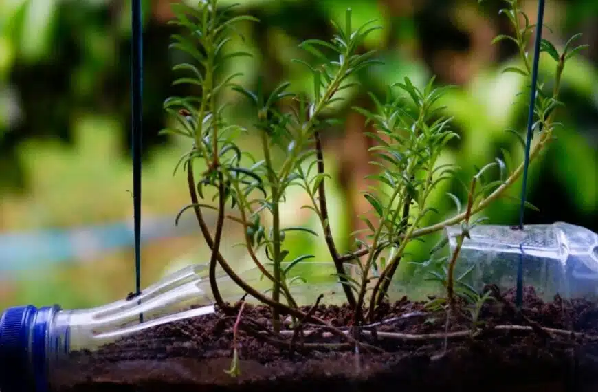 Come coltivare verdure usando bottiglie di plastica?