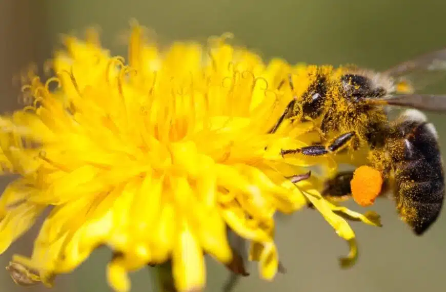 In che modo l’impollinazione delle api può trasformare il tuo giardino?
