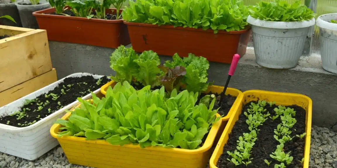 Come coltivare la lattuga in una pentola a casa?
