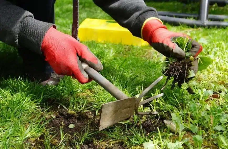 Guerra alle erbacce: 4 consigli naturali per combatterle