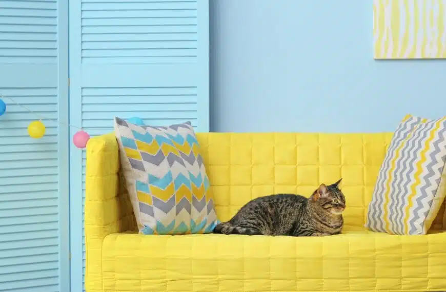 Come si elimina l’odore di pipì di gatto dal divano?
