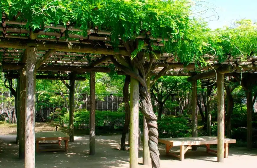 Piantate alberi per un’ombra perfetta!