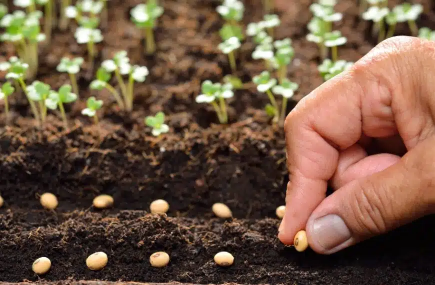Realizzare semenzai ecologici per facilitare la semina nell’orto