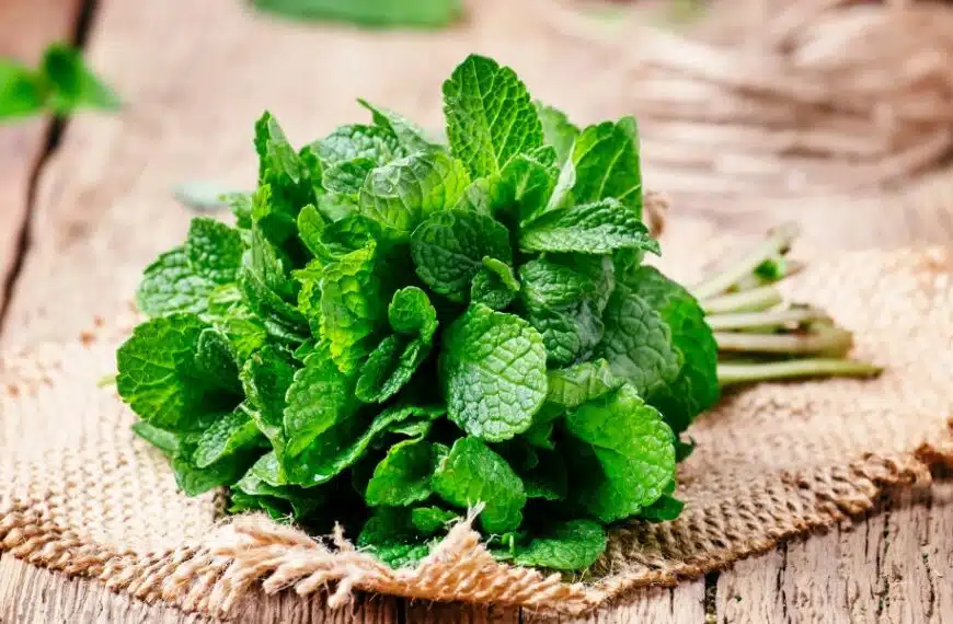 Come si conserva e si utilizza la menta fresca del giardino?
