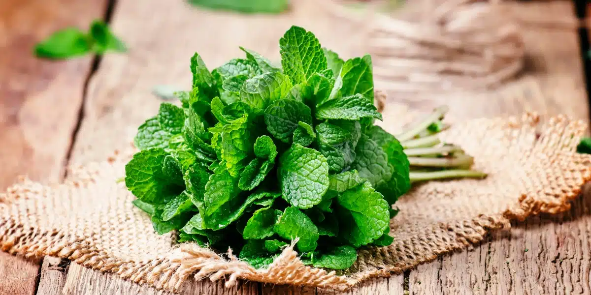 Come si conserva e si utilizza la menta fresca del giardino?