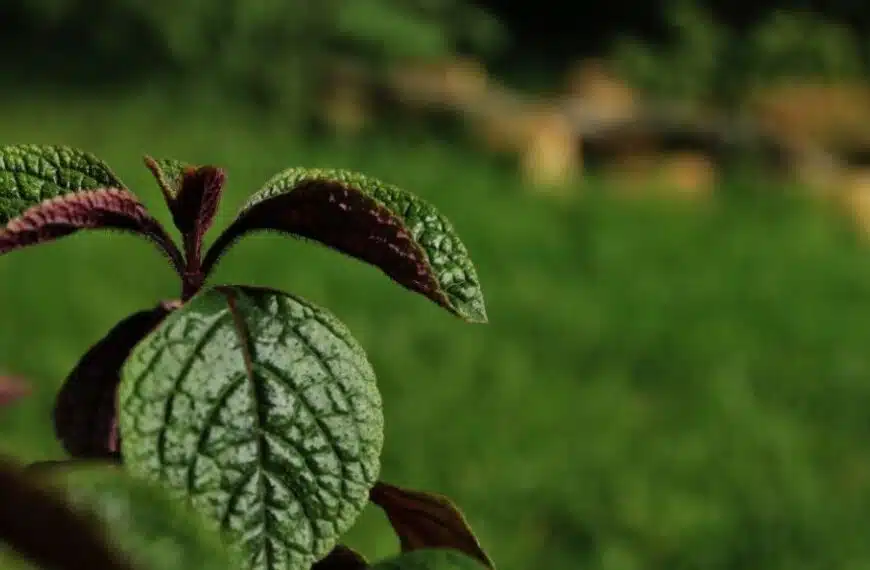 Quali piante repellenti per il mio giardino?