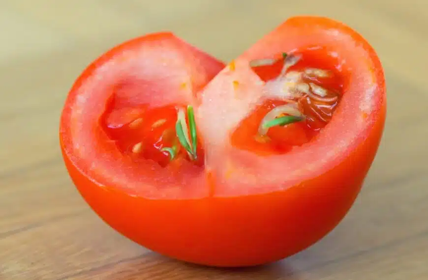 Come si raccolgono i semi di pomodoro?