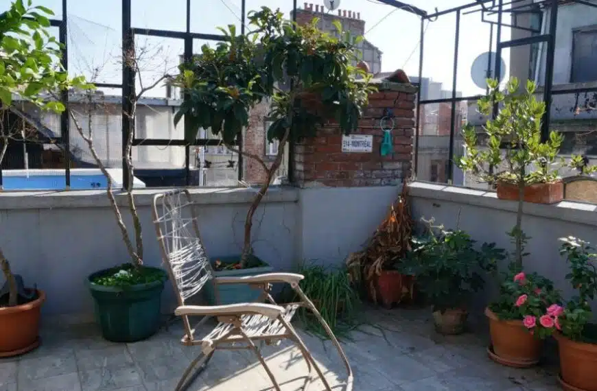 Quali sono le piante da coltivare in vaso sul balcone o sul terrazzo?