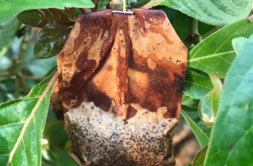 Come si possono riutilizzare le bustine di tè come fertilizzante naturale?