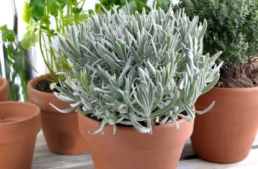 Errori da evitare nella coltivazione delle piante aromatiche!