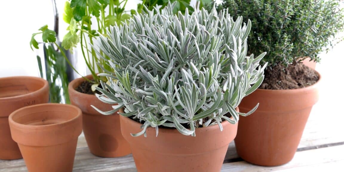 Errori da evitare nella coltivazione delle piante aromatiche!