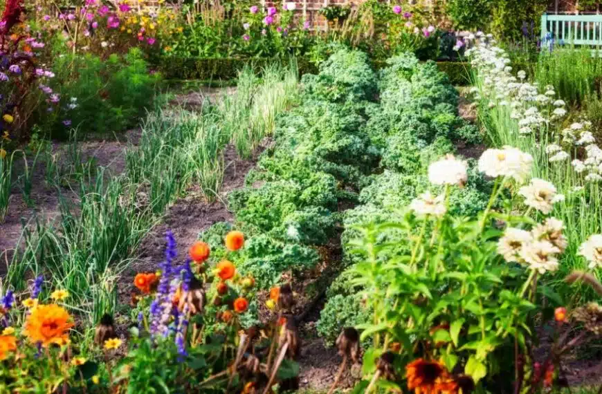 Belli e utili, 5 fiori da piantare nell’orto