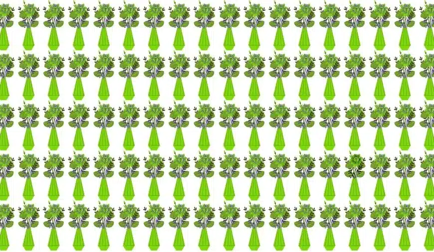 Test della vista sull’illusione ottica: Riesci a trovare il vaso di fiori strano in 20 secondi?