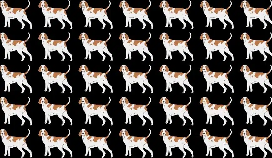 Test oculare sull’illusione ottica: Riesci a trovare il cane strano in 20 secondi?
