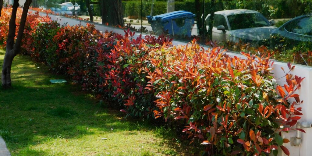 Scopri i nostri consigli e gli arbusti adatti per creare una bella e utile siepe rurale
