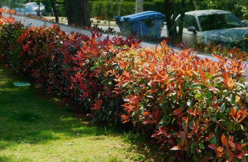 Scopri i nostri consigli e gli arbusti adatti per creare una bella e utile siepe rurale