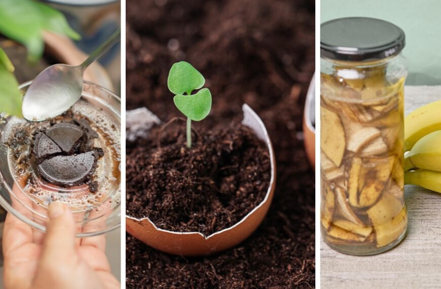 Trasforma i tuoi rifiuti di cucina in fertilizzante naturale!