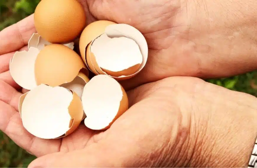 Come si fa un fertilizzante naturale con i gusci d’uovo? La ricetta facile.