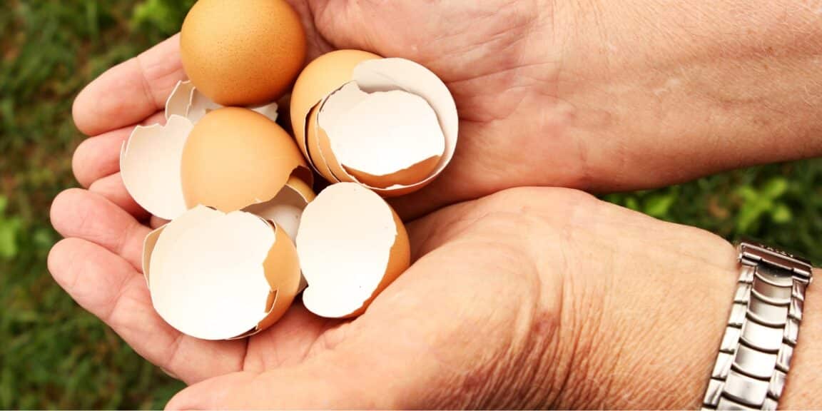 Come si fa un fertilizzante naturale con i gusci d’uovo? La ricetta facile.