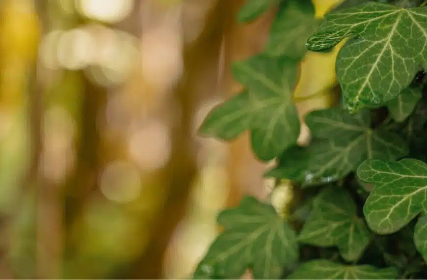 Come eliminare l’edera? Diserbante naturale ed efficace.