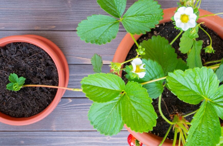 Quando piantare le piante di fragole?