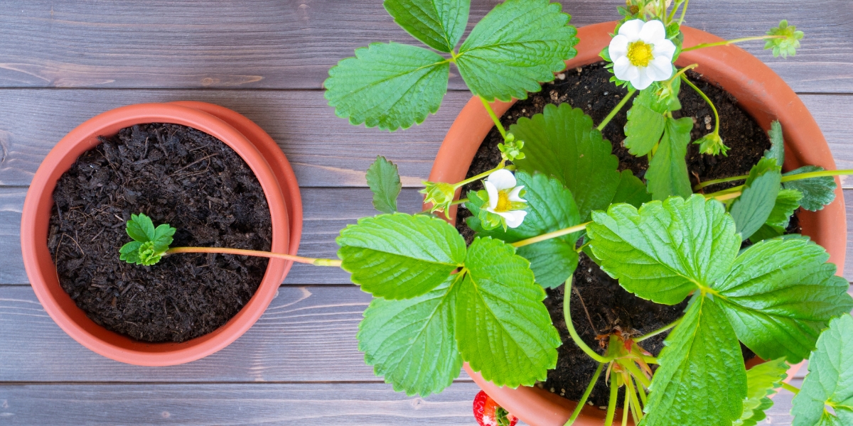 Quando piantare le piante di fragole?