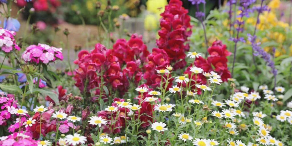 Come prolungare la fioritura delle piante perenni nel giardino?