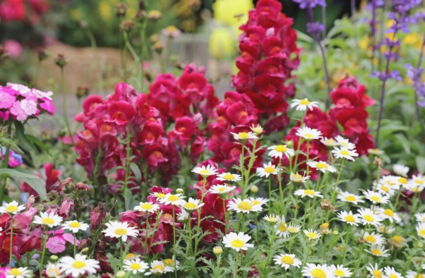 Come prolungare la fioritura delle piante perenni nel giardino?