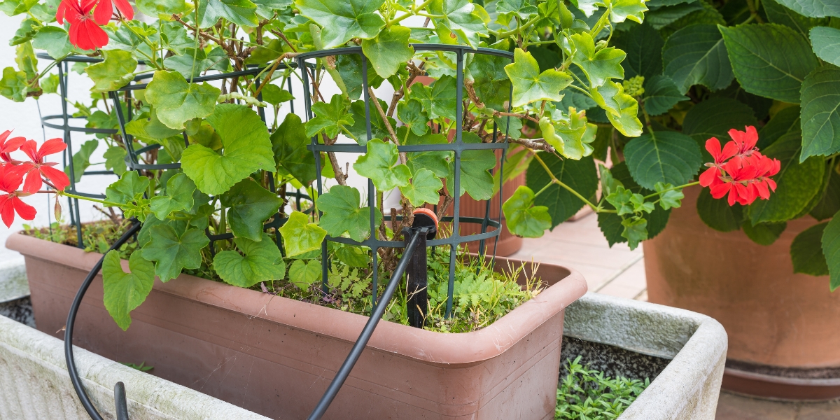 Come preparare per l'inverno un sistema a goccia?
