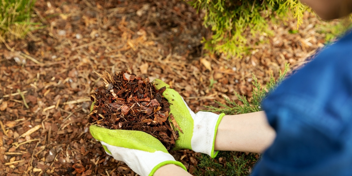 Pacciamatura in giardino: tutti i nostri consigli e trucchi per farla bene