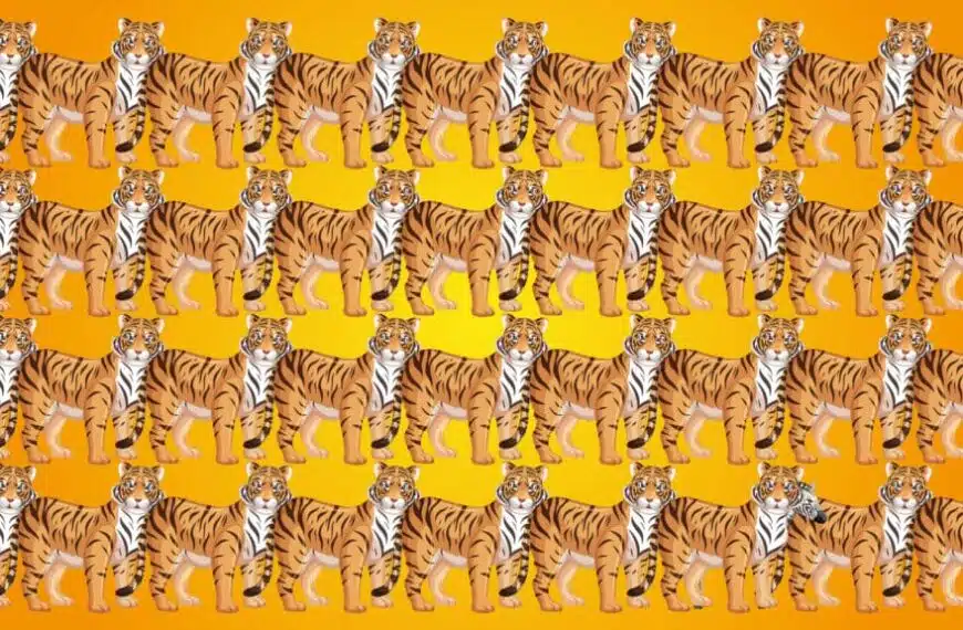 Sfida visiva: trovare la zebra nascosta tra le tigri!