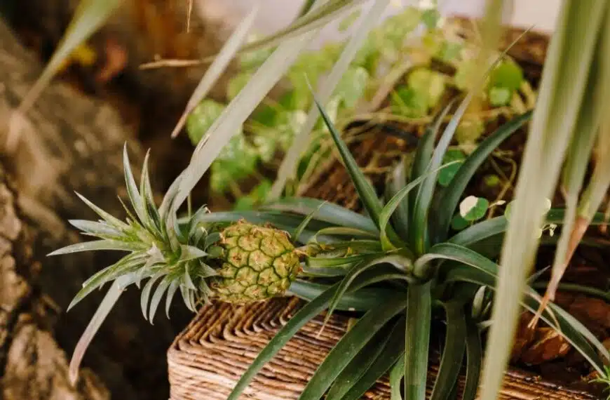 Come si fa a far crescere un ananas da una pianta di ananas?