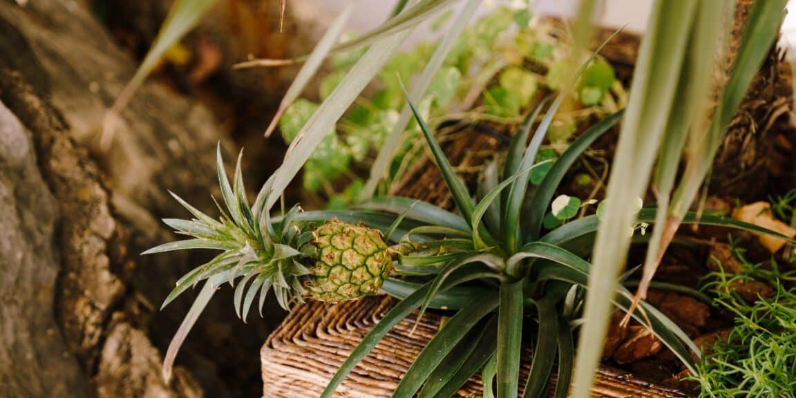 Come si fa a far crescere un ananas da una pianta di ananas?