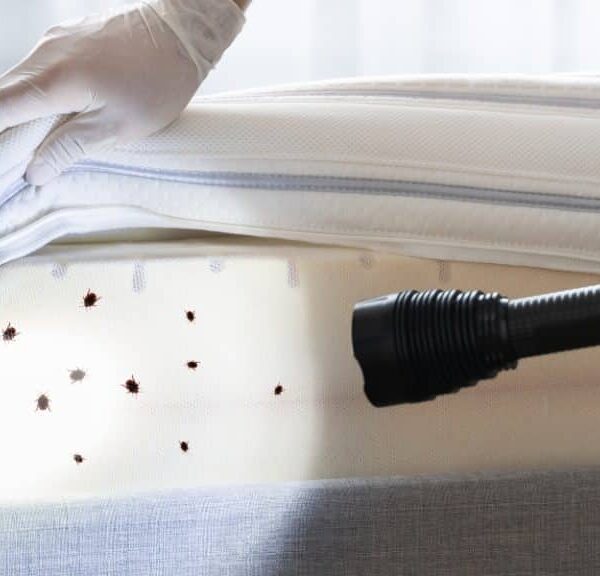 Come riconoscere le cimici dei letti e prevenire un’infestazione?