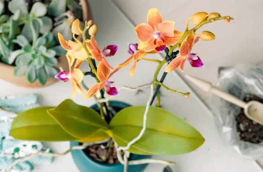 Come si rinvasa un’orchidea? Quando dovrei farlo?