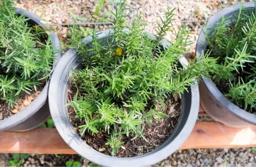 4 consigli per far durare il rosmarino in vaso più di 10 anni.